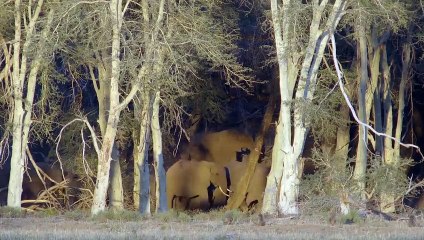 Wild Life - Nature Documentary oleh Mohd - Dailymotion