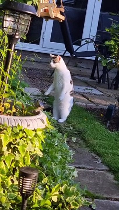 Cat Obsessed With Garden Frogs