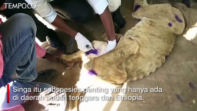Miris, Konflik Sudan Bikin Singa Kurang Gizi di Kebun Binatang