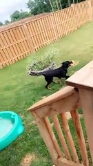 Rottweiler Pup Tears Piece Off of Porch