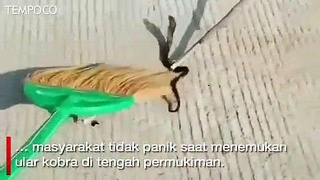 Bertemu Kobra di Rumah, Berikut Tips dari Pawang Ular