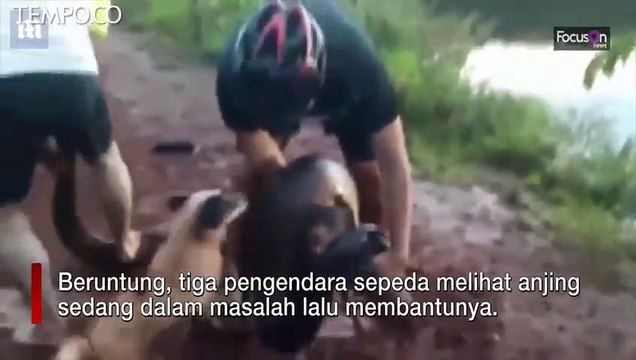 Pertarungan Hidup-Mati, Anjing Berjuang Lepas dari Cengkeraman Ular Anaconda