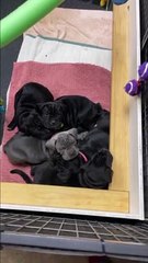 Waking Up to a Cute Litter of Puppies