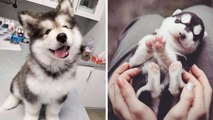 Funny and Cute Husky Puppies Compilation #1 | HaHa Animals