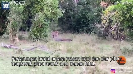 Pertarungan Brutal Ular Piton Vs Macan Tutul, Ini Dia Pemenanganya