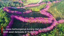 Ribuan Bunga Sakura Bermekaran, Manjakan Mata Turis di Cina