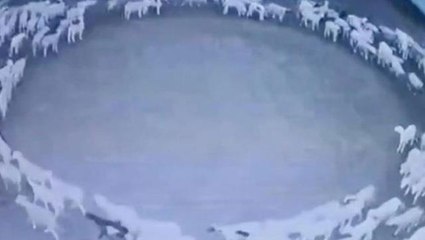 288 saat boyunca durmadan dönen koyunların sağlık kontrolü sonuçları çıktı! Gizem çok büyük