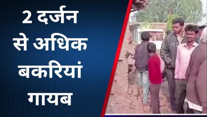 उमरिया: चोरों के हौसले बुलंद,दीवार तोड़कर 2 दर्जन मवेशी किए पार..