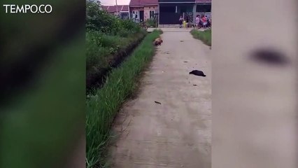 Hewan Mati Mendadak, Bikin Warga Cibarusah Bekasi Geger