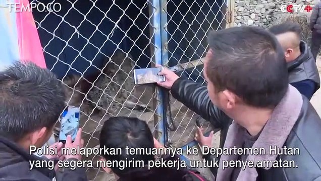 Berebut Domba Biru, Macan Tutul Terluka Parah, Ini yang Terjadi Kemudian