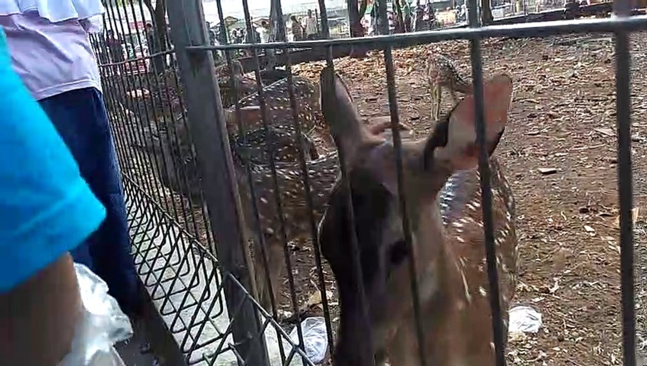 Feeding The Deer