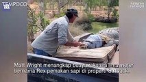 Saat Dilepas, Buaya Raksasa Pemakan Ternak Ini Coba Serang Pemiliknya