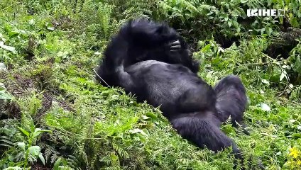 Tujyane mu Kivu aho inka zidumbaguza zambukiranya ibirwa