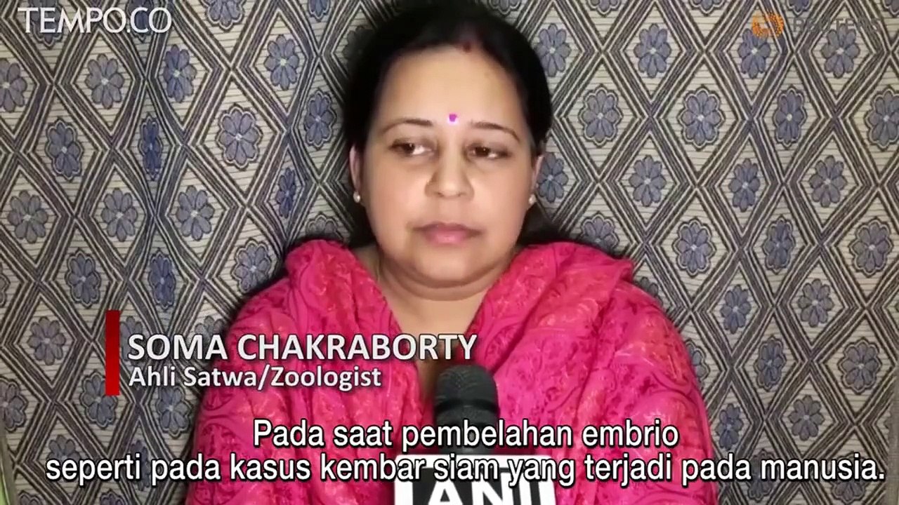 Heboh, Ular Kobra Berkepala Dua di India, Dianggap Terkait Mitologi