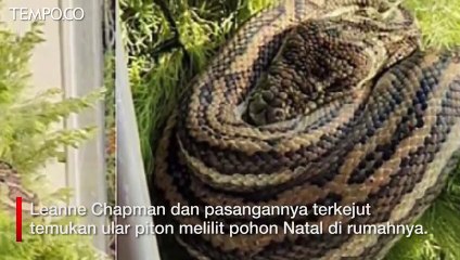 Warga Kaget Temukan Ular Piton 3 Meter Tidur di Pohon Natal