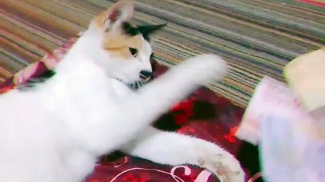 a cat who understands nominal currency‍♂️‍♂️‍♂️