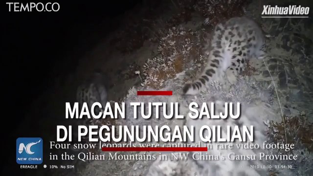 Empat Macan Tutul Salju Terekam Kamera di Pegunungan Qilian
