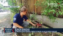 Bunga Bangkai Tumbuh Di Jalan Salendro Bandung