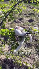 Sugar Glider  One Of The Cutest And Most Exotic Animal In The World
