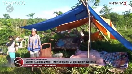 Begini Kondisi Korban Bajir Bandang Klungkung Jember, Mengungsi di Perkebunan