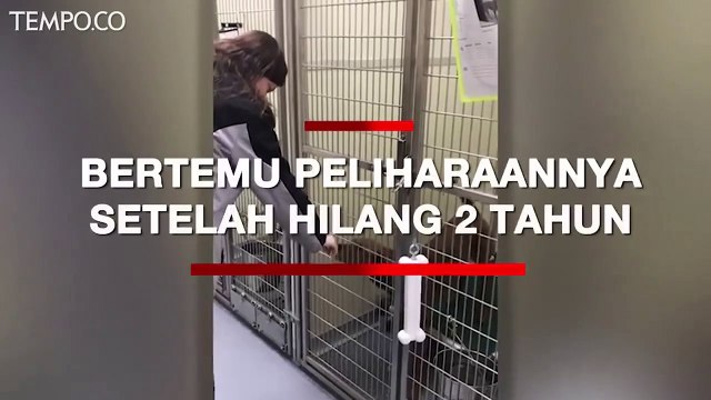 Momen Haru, 2 Tahun Hilang, Anjing Ini Bertemu Pemiliknya