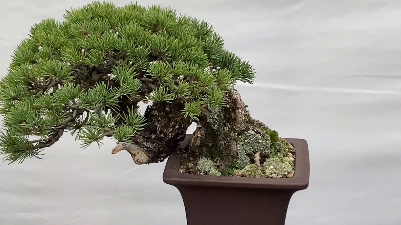 Miniature Bonsai