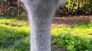 Ostrich One Of The Tallest Animals In The World