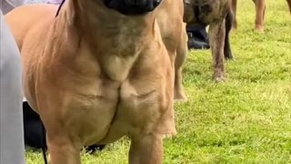 Bullmastiff  One Of The Laziest Dog Breeds In The World