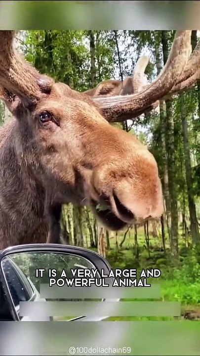 Moose  One Of The Tallest Animals On The Planet