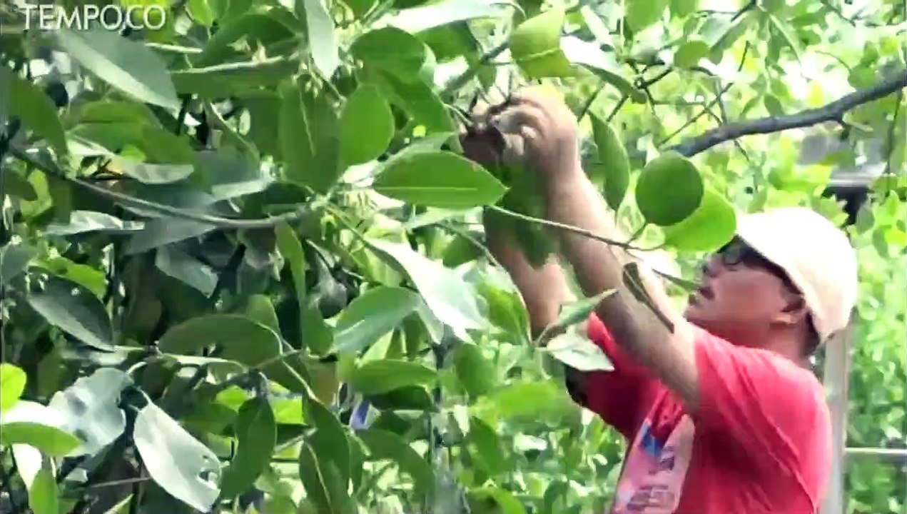 Konservasi Hutan Mangrove Muara Angke Mampu Menahan Banjir
