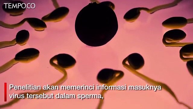 Corona Ditemukan di Sperma, Bisa Menular saat Hubungan Intim?