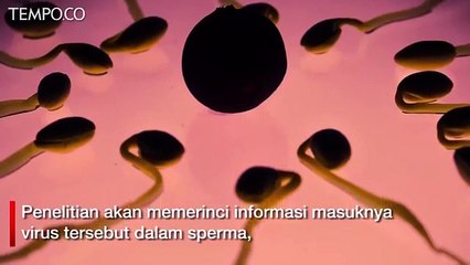 Corona Ditemukan di Sperma, Bisa Menular saat Hubungan Intim?