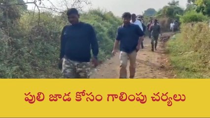 కాగజ్ నగర్: పులి అక్కడే ఉండి ఉంటుంది.. కనిపిస్తే మాకు చెప్పండి!