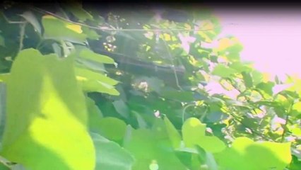 Zukunft ohne Menschen Staffel 1 Folge 2 HD Deutsch