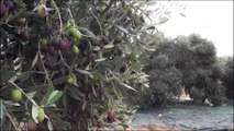 Emekli mühendis zeytin ağaçlarının verimini 10 kat artırdı