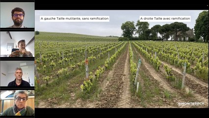 La taille des vignes en bonnes pratiques face au changement climatique