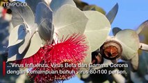 Kementan Luncurkan Produk dari Eukaliptus Untuk Tangkal Corona