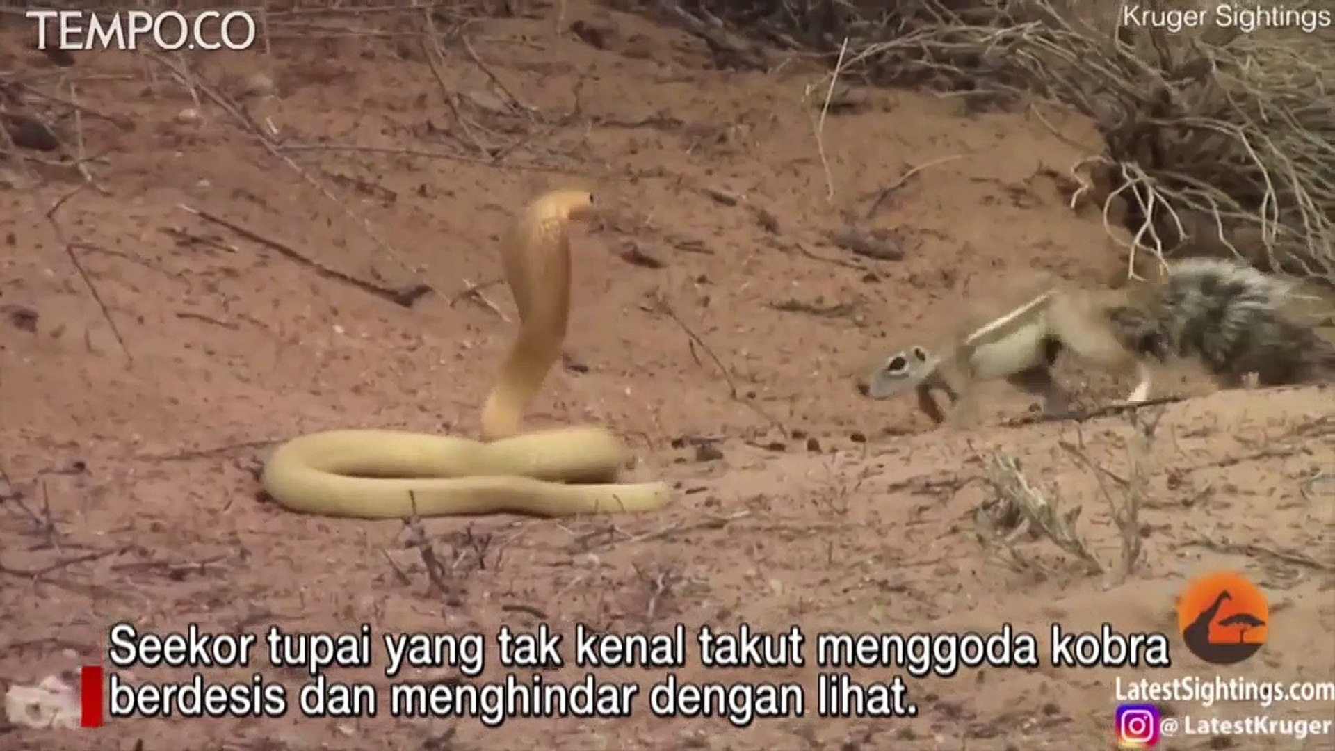 Gangbang creampie ni onlayn tomosha qiling