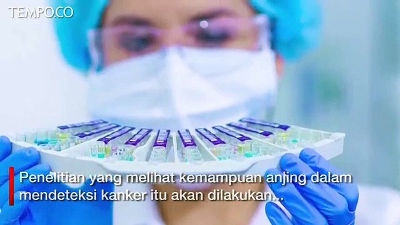 Peneliti Uji Kemampuan Anjing Mengendus Virus Covid-19
