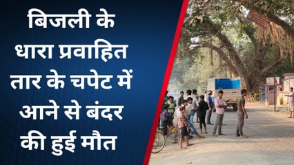 सारण: बिजली तार के चपेट में आने से बंदर की मौत, बच्चों ने श्रमदान कर किया अंतिम संस्कार