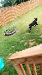 Rottweiler Pup Tears Piece Off of Porch