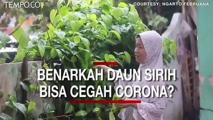 Download Video: Benarkah Mengunyah Daun Sirih Tiap Hari Bisa Cegah Virus Corona?