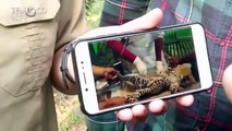 Seekor Leopard Mati di Kebun Binatang Riau