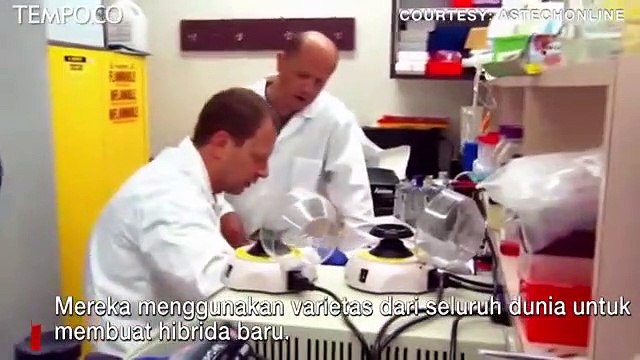 Ilmuwan Kanada Klaim Temukan Jenis Ganja untuk Cegah Virus Corona