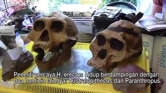 Nenek Moyang Manusia Homo Erectus Mungkin Telah Hidup Dua Juta Tahun Lalu