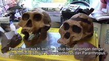 Nenek Moyang Manusia Homo Erectus Mungkin Telah Hidup Dua Juta Tahun Lalu