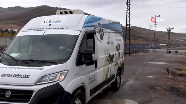 Başkan Allahverdi: 5 bin sokak köpeğine kuduz aşısı yaptık