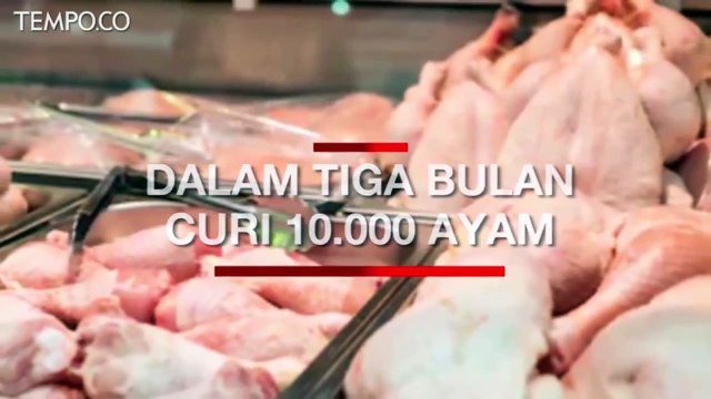 Dalam Tiga Bulan, Karyawan Curi 10.000 Ayam dari Perusahaan