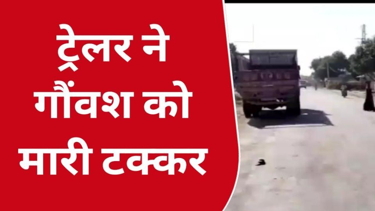 पाली : ट्रेलर ने गोवंश को लिया चपेट में हादसे म...