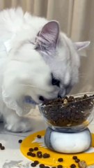 greedy cat
